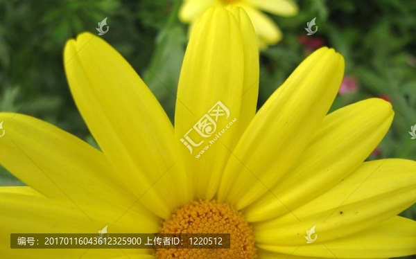 黃色的雛菊