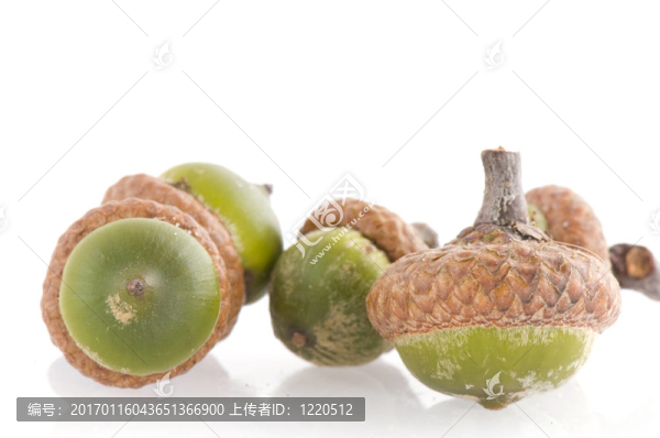 橡子