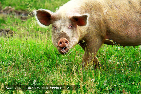 大豬-匯圖網(wǎng) www.fosd68.com 大豬