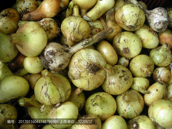 洋蔥-匯圖網(wǎng) www.fosd68.com 洋蔥