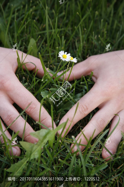 小雛菊