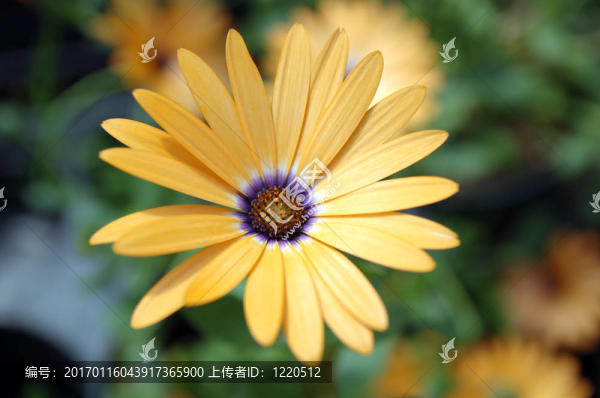 南非萬壽菊雜交（大喊