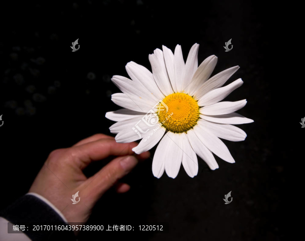 雛菊