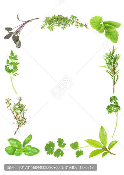 新鮮的香草