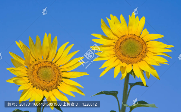 兩種向日葵