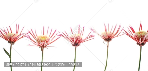 粉紅色的紫苑