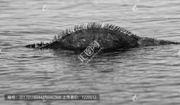 尼斯湖怪獸的黑色