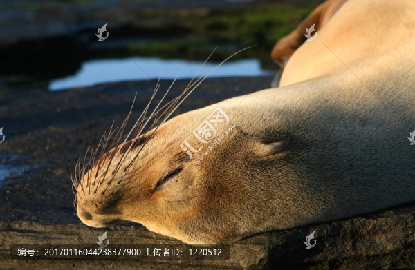 年輕的海獅