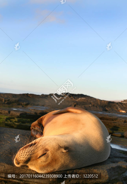 休息的海獅