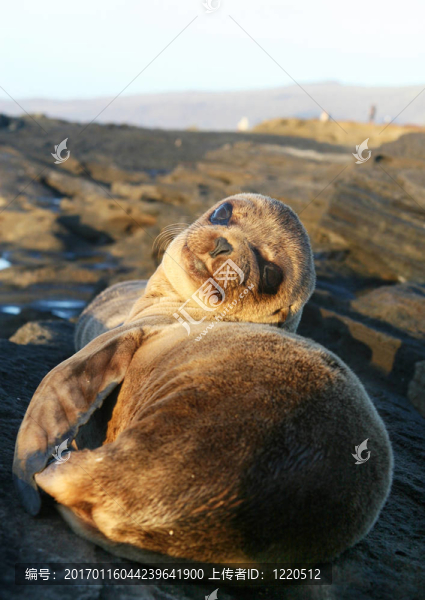小海獅