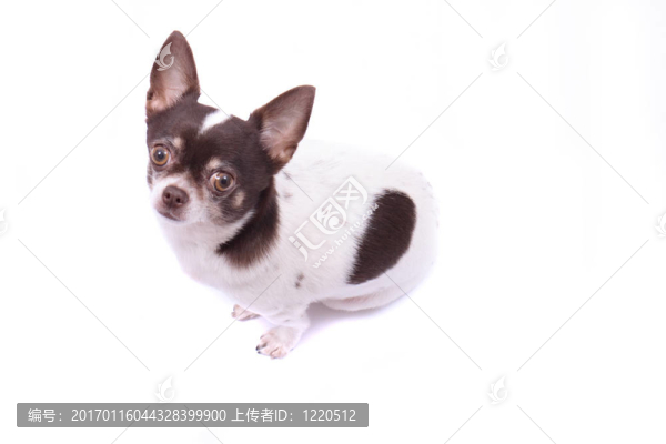 吉娃娃犬
