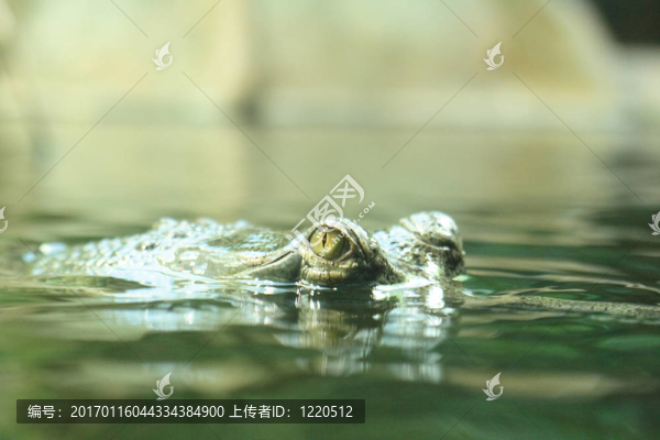 鱷魚