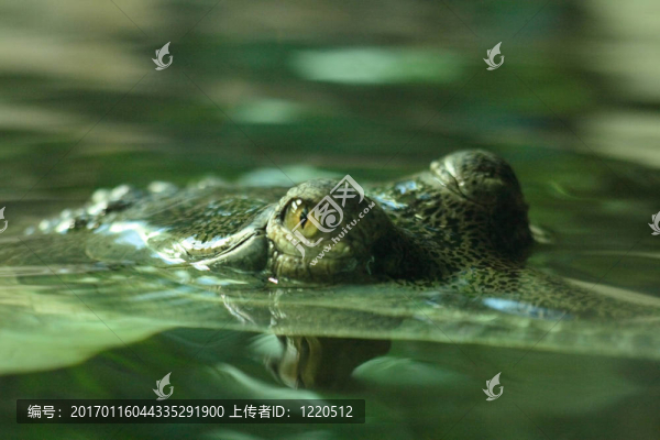 鱷魚(yú)