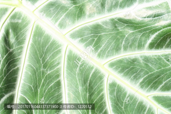 綠色的紋理