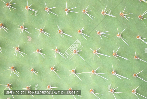綠色的紋理