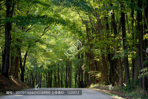 陽(yáng)光的道路