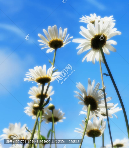 在藍(lán)天的雛菊