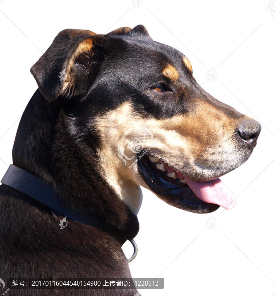 新西蘭牧羊犬