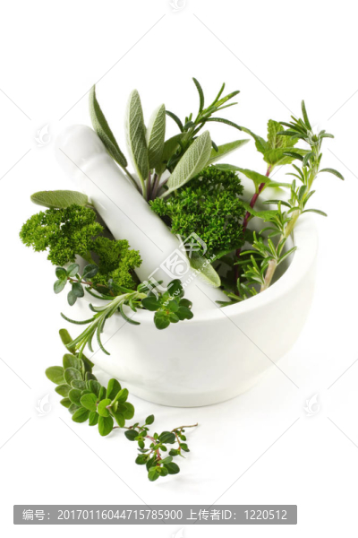 草本植物