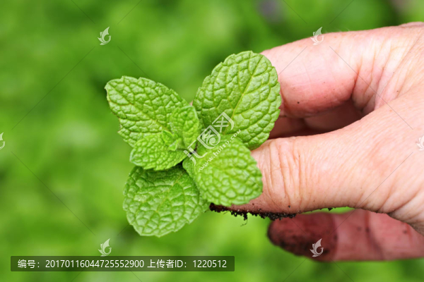 薄荷綠