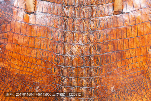 鱷魚(yú)皮