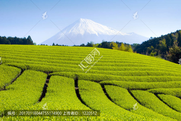 綠茶領(lǐng)域