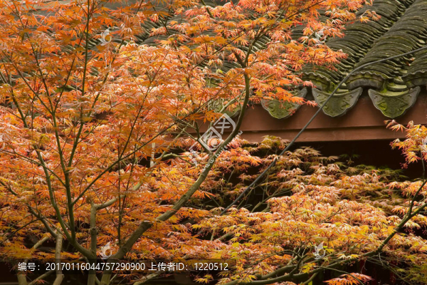 中國(guó)的楓樹