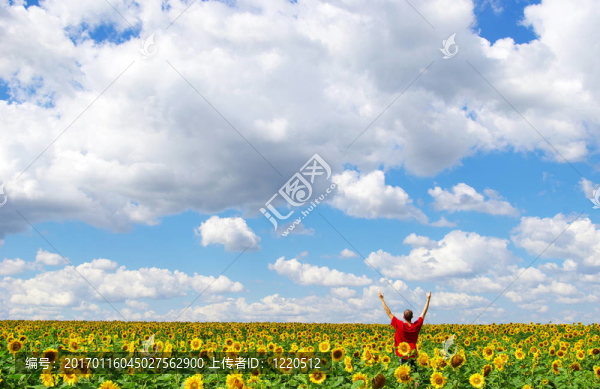 向日葵-匯圖網(wǎng) www.fosd68.com 向日葵