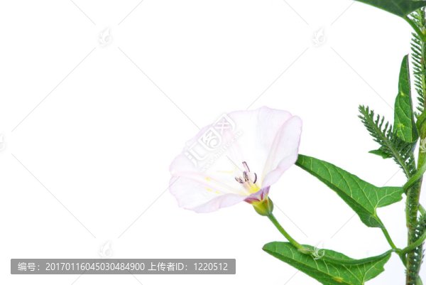 花白色