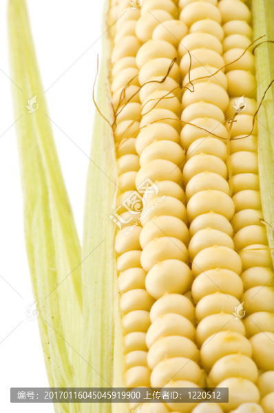 玉米白