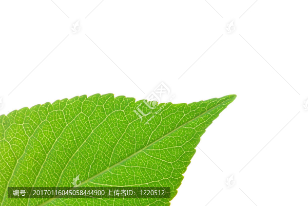 葉-匯圖網(wǎng) www.fosd68.com 葉