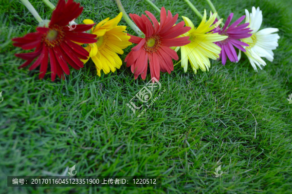 草地上的雛菊