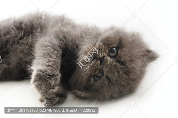 可愛的波斯貓-匯圖網(wǎng) www.fosd68.com 可愛的波斯貓