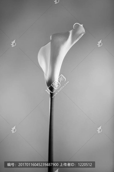 黑與白的Calla