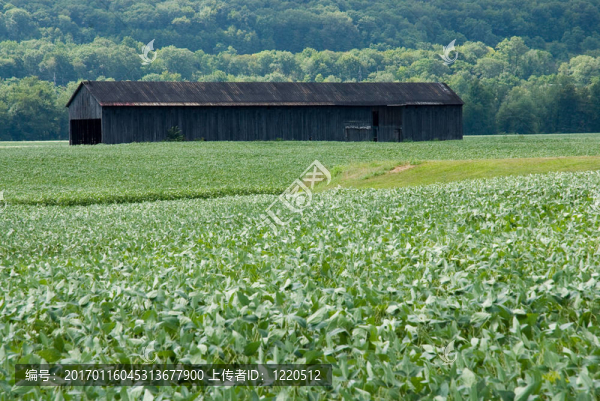 農(nóng)作物種植的煙草棚