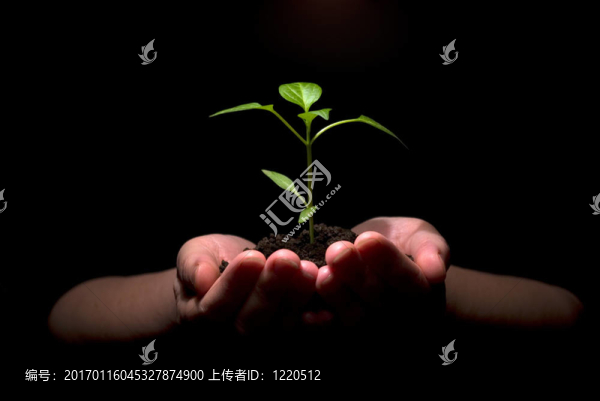 植物在手