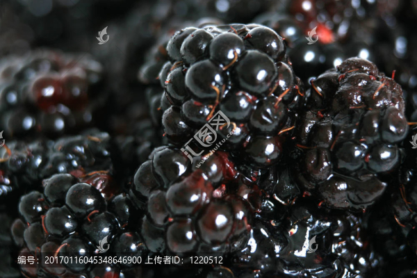 新鮮成熟的黑莓-健康飲食