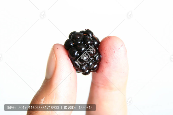 手拿著一個(gè)新鮮的黑莓