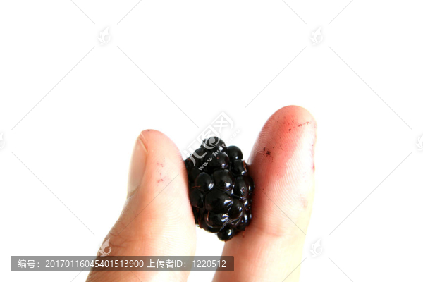 手拿著一個新鮮的黑莓