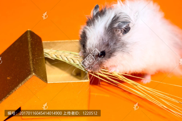 圣誕節(jié)的禮物