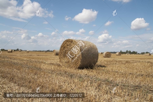 Haycock。夏天結(jié)束