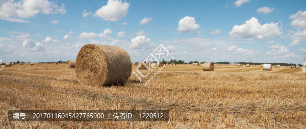 Haycock。夏天結(jié)束