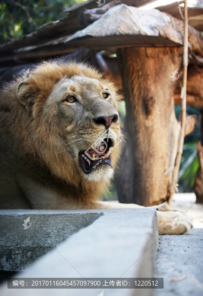獅子王-