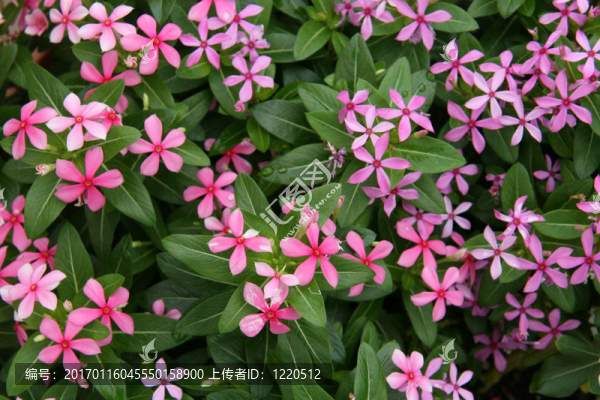 熱帶花卉-天王寺公園；大阪市；日本