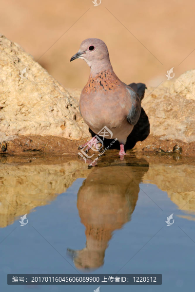 笑鴿-匯圖網(wǎng) www.fosd68.com 笑鴿