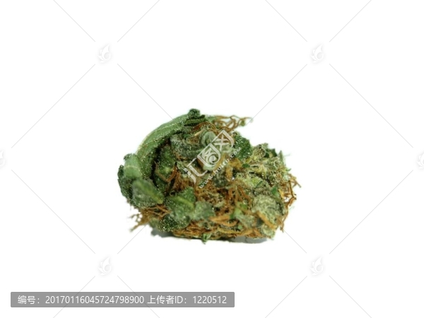 大麻和大麻