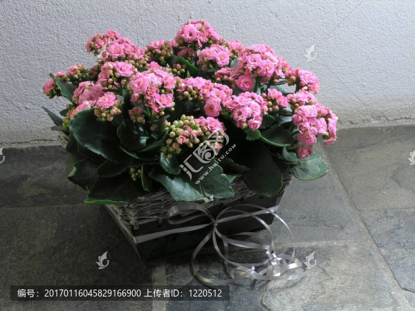 長壽花