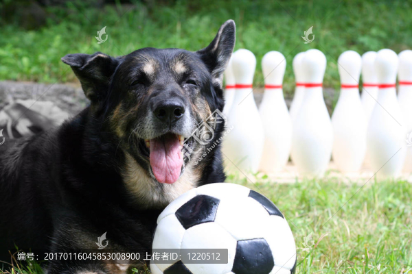 sportsdog