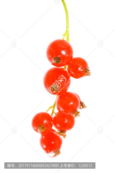 紅醋栗