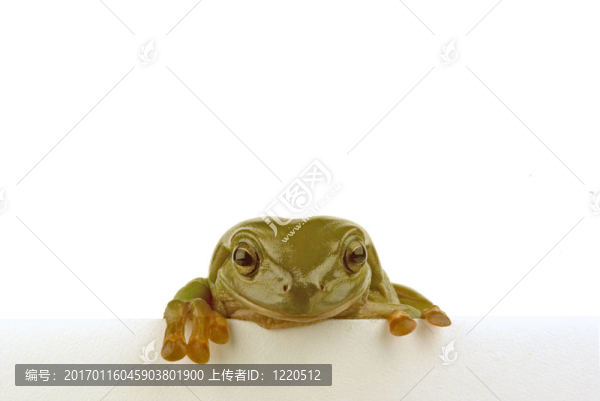 青蛙